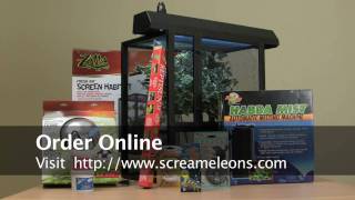 Chameleons for sale  Screameleons Ultimate Setup Kit [upl. by Emilia]