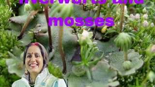 bryophytes liverworts and mossesclass 11th sub biology [upl. by Haiasi264]