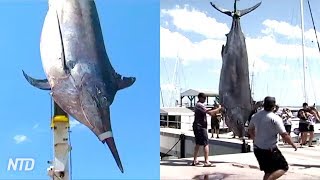 Massive 1433Pound 650kg Black Marlin Caught off Australia Coast [upl. by Yanaton228]