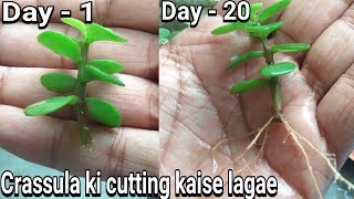 How to grow crassula from cutting with result [upl. by Anitsim285]