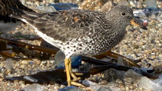 Surfbirds Turnstones amp Velellas [upl. by Esilram]