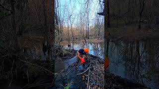 BEAVER DAM REMOVAL IN ONE MINUTE New Creek S2 EP7 shorts [upl. by Nosreg]