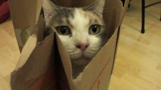 Paper bag  cheap and effective cat toy [upl. by Paucker]