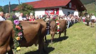 Viehscheid Tannheim Tirol 2011 [upl. by Fi]