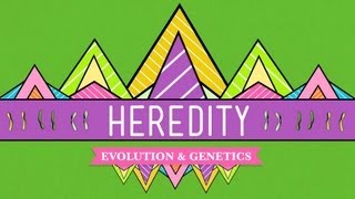 Heredity Crash Course Biology 9 [upl. by Aicelef]