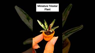 DIY Miniature Triostar Plant 😱  shorts shortsvideo treanding viralshorts [upl. by Wahkuna]