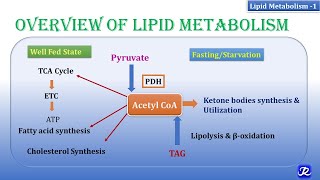 1 Overview of lipid metabolism  Lipid Metabolism1  Biochemistry  NJOY Biochemistry [upl. by Nuahs356]