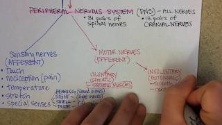 Nervous System Overview [upl. by Jehiel920]