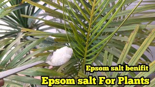 Epsom salt For Plants  Epsom salt Benifits  Growth Booster Epsom salt  Epsom salt Kase use karre [upl. by Sagerman]