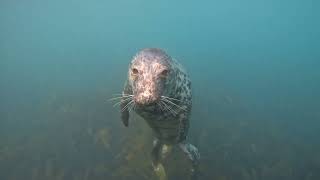 Lundy island seals snorkeling Jun 2024 UK 4K [upl. by Hose949]