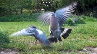 Fight Wood Pigeon vs Feral Pigeon scrap over food Blackbird sneaks in for the win [upl. by Heim891]