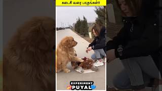 சிக்கன் வாங்கும் DOG❤ EXPERIMENT PUYAL [upl. by Medarda]