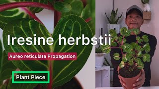 Iresine herbstii  HOW TO PROPAGATE IRESINE  PlantPiece Ep05 [upl. by Annij]