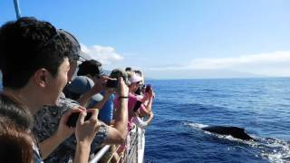 Maui Whale Watch Close Encounter [upl. by Danit]