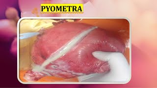 PYOMETRA Definition CausesClinical features Diagnosis and Treatment [upl. by Natfa]