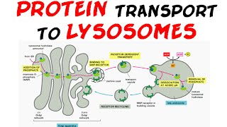 Protein transport to lysosome  protein targeting [upl. by Mairb]