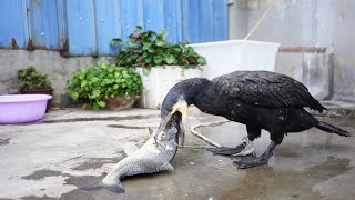 Cormorant eats a fish bigger than its own head [upl. by Llenil526]