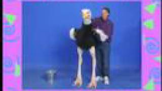 Ostrich puppet by Axtell Expressions [upl. by Pucida]