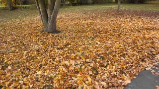 Laub Blätter rascheln Herbst laufen Geräusche Klänge HD Soundeffekte Film Video Musik [upl. by Yaras79]