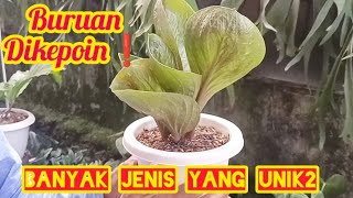 BURUAN DIKEPOIN‼️BANYAK JENIS TANAMAN HIAS YANG UNIK2 [upl. by Niltac139]