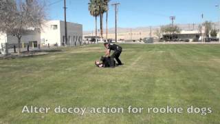 Police K9 Training with a Muzzle and Passive Decoy [upl. by Nilsoj]