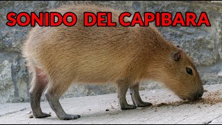 Sonido del carpincho capibara o chigüire [upl. by Nylauqcaj]