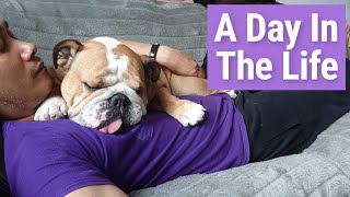 Owning An English Bulldog  A Day In The Life Of Peppa [upl. by Quillon492]