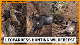 Leopardess hunting a wildebeest during wildebeest migration [upl. by Nnylyak]