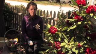 How Do I Fertilize Rhododendrons  More Gardening Advice [upl. by Ramas]