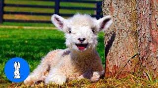 Baby Lamb Sheep Goes Baa  CUTEST Compilation [upl. by Alakam]