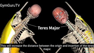 The Teres Major Muscle  Origin Insertion and Actions muscle anatomy GymGuruTV [upl. by Lorinda510]