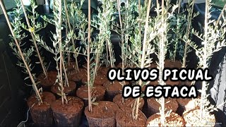 Plantando OLIVOS PICUAL [upl. by Nell]