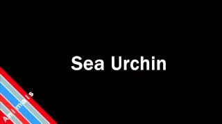 How to Pronounce Sea Urchin [upl. by Nosemaj798]