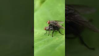 Macro Mobile Videography with 100mm macro lens macrocaptures fly mobilephotography love [upl. by Efal812]