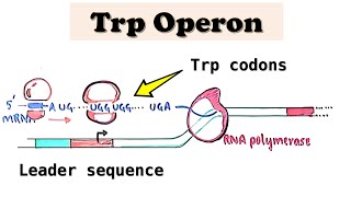 Tryptophan Trp Operon a repressible operon  UGG codons in E coli amp TRAP protein in B subtilis [upl. by Lodge]