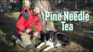 Pine Needle Tea  How to make it History Medicinal properties amp Poisonous trees to avoid [upl. by Aihcela]