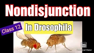 Nondisjunction in Drosophila  Class 12 Biology [upl. by Mariana]