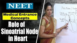 NEET Medical Entrance Concepts  What is the Role of the Sinoatrial Node in the Heart  Best Tutor [upl. by Edie]