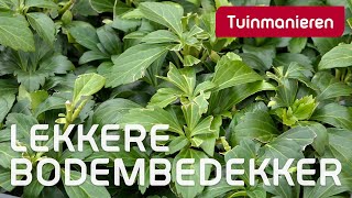 Mooie bodembedekker pachysandra terminalis  Herfst  Tuinmanieren [upl. by Nekial]