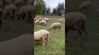 zakopane gubałówka tatry [upl. by Fem910]