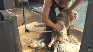 How to Shear  Shearing Merino sheep Fine Wool [upl. by Ahsinehs]