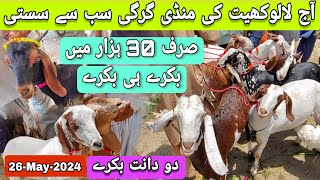 Lalukhet Bakra Mandi 26 May 2024  Lalukhet Bakra Mandi Latest Update Today  Bakra Mandi 2024 [upl. by Onimixam379]