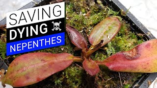 🏥 How to cure a sick Nepenthes 💊 unhappy pitcher plant recovery [upl. by Trebleda]