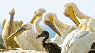 Pelicans Feast On Cape Gannet Chicks  Life  BBC Earth [upl. by Teodorico]