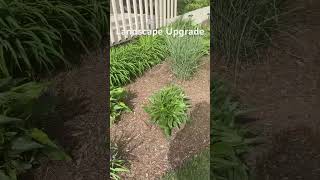 shorts Landscape Improvement [upl. by Ahcas]