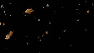 Leaves falling overlay video effect  free download CC0 [upl. by Eibbil]