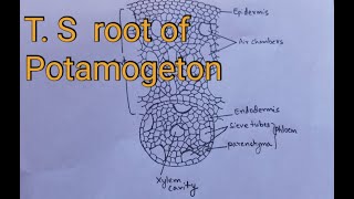 TS root of potamogeton practical diagram botany [upl. by Eedyaj]