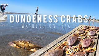 Dungeness Crab June 2023 Washington State [upl. by Ayiram]