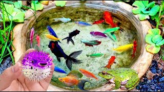 Most Amazing Catch Colorful Ornamental Fish Catfish in Tiny Ponds Betta Fish amp Many Tiny Koi Fish [upl. by Nevur449]