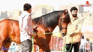 KATHIYAWADI HORSES SHOW RING  SARANGKHEDA  Indian Horse Breed [upl. by Deland]